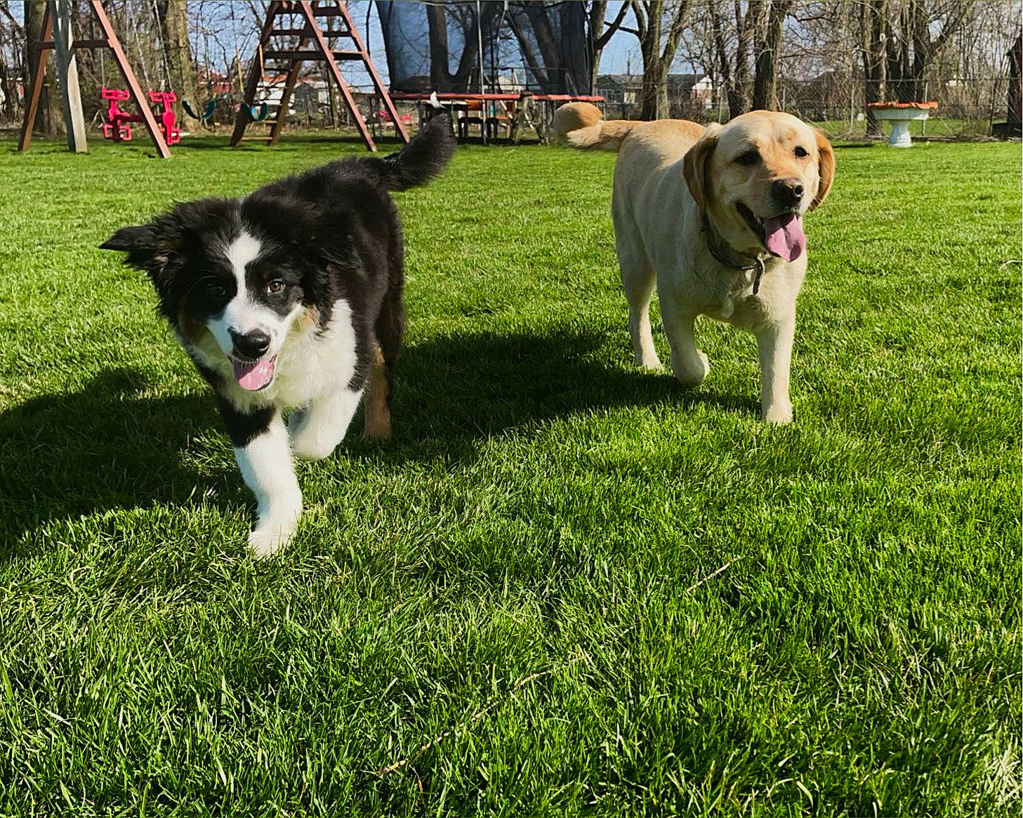 Dante is registered to the contest to win money with this photo: border_collie, canidae, carnivore, chair, companion_dog, dog, dog_breed, grass, herding_dog, lawn, plant, puppy, recreation, sporting_group, tail, tree, vertebrate, working_animal, working_dog, yard