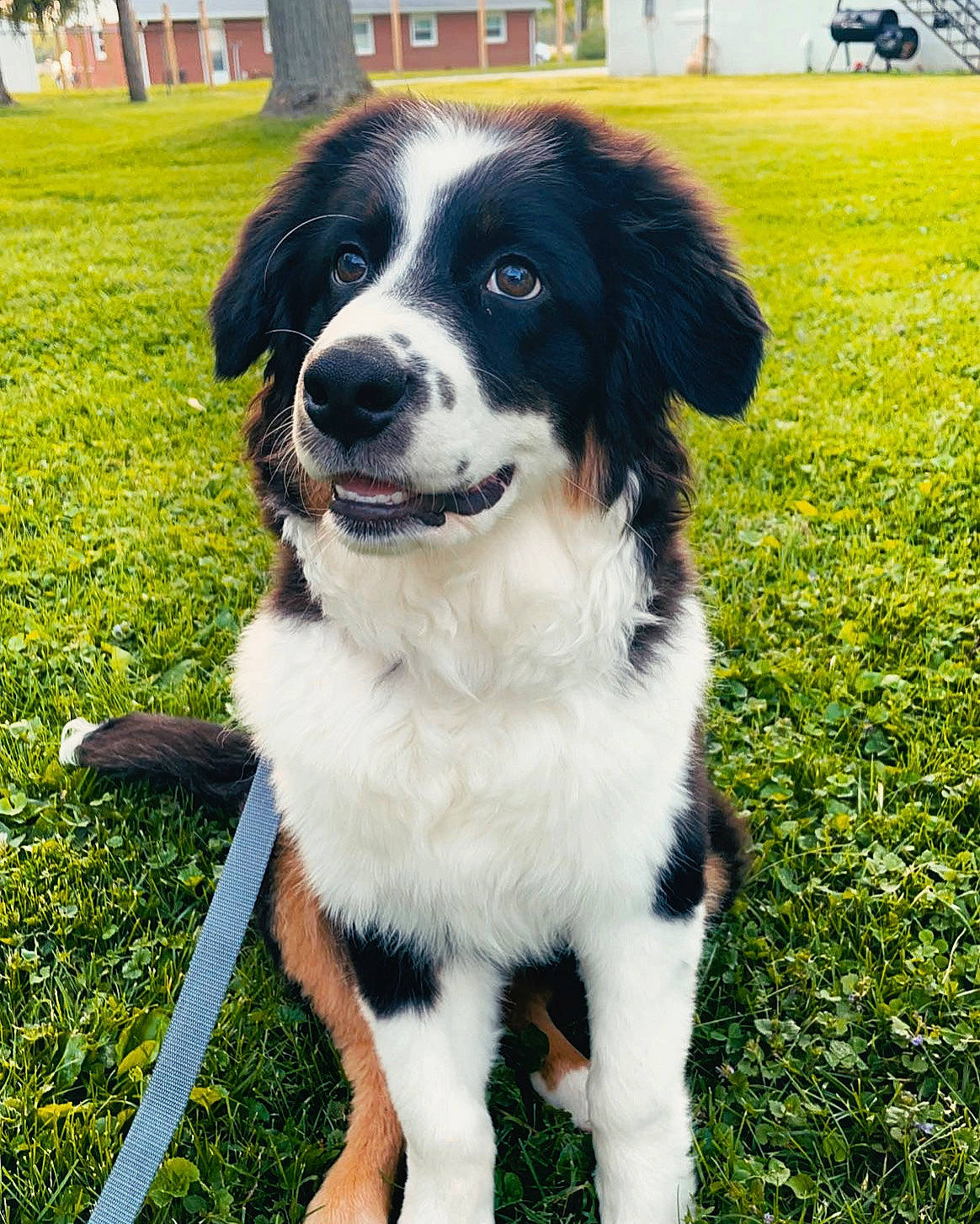 Dante is registered to the contest to win money with this photo: building, canidae, carnivore, collar, companion_dog, dog, dog_breed, fur, grass, green, gun_dog, herding_dog, lawn, plant, snout, sporting_group, tail, tree, working_animal, working_dog