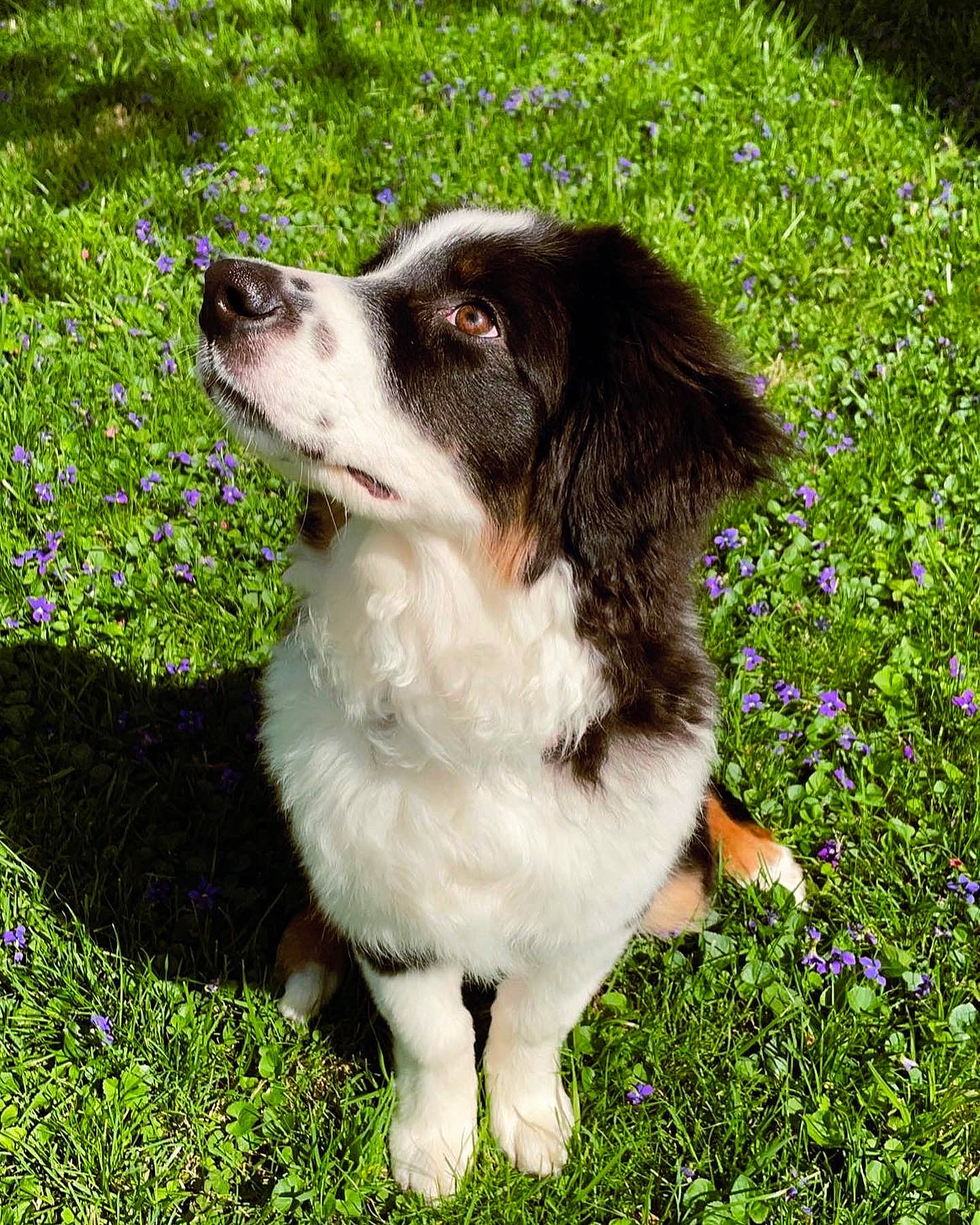 Dante is registered to the contest to win money with this photo: ancient_dog_breeds, canidae, carnivore, companion_dog, dog, dog_breed, flower, grass, groundcover, gun_dog, liver, people_in_nature, plant, puppy, snout, sporting_group, whiskers, working_animal, working_dog