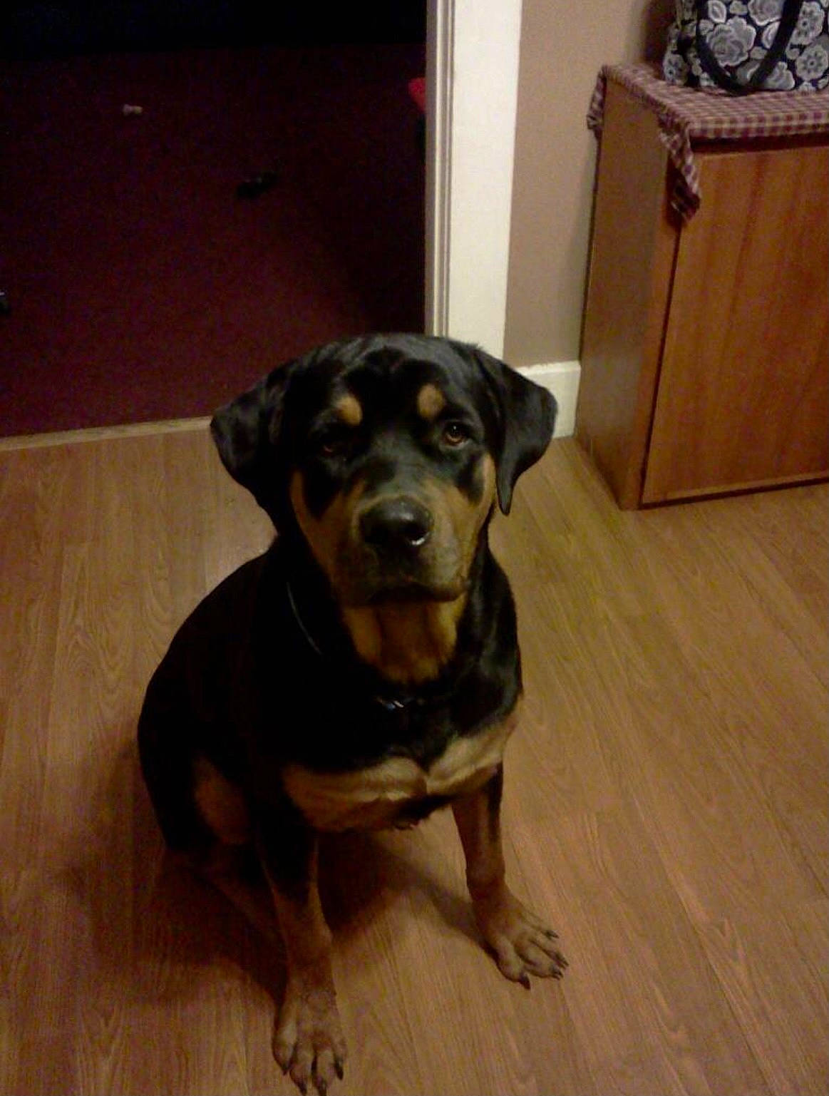 Tank joined the competition — help win amazing prizes! canidae, carnivore, companion_dog, dog, dog_breed, fawn, floor, flooring, fur, guard_dog, hardwood, hound, pet_supply, rottweiler, toy_dog, wood, wood_flooring, wood_stain, working_animal, working_dog