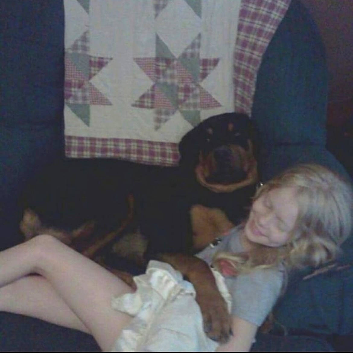 Tank joined the competition — help win amazing prizes! black_hair, canidae, carnivore, comfort, companion_dog, couch, dog, dog_breed, fawn, flooring, fun, fur, happy, human_leg, lap, long_hair, room, sitting, sporting_group, thigh