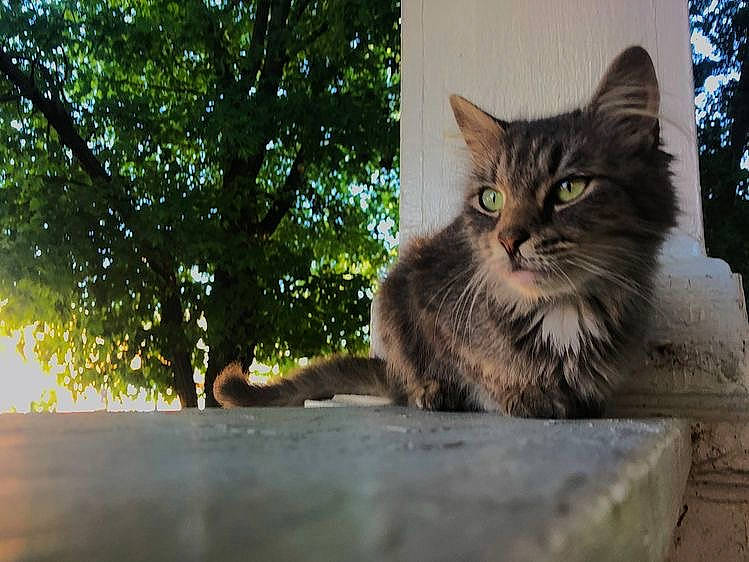 Beetlejuice joined the competition — help win amazing prizes! carnivore, cat, domestic_short_haired_cat, fawn, felidae, fur, grass, maine_coon, plant, road_surface, small_to_medium_sized_cats, snout, tail, terrestrial_animal, tree, trunk, whiskers, wildlife, window, wood