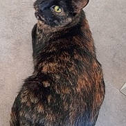 Pearl participe au concours pour gagner de l'argent avec cette photo : cat, tortoiseshell_cat, pet, animal, feline, fur, yellow_eyes, looking_back, curious, indoor, sitting, mottled_fur, black_fur, brown_fur, orange_fur, whiskers, ears, tail, close_up, domestic_cat