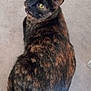cat, tortoiseshell_cat, pet, animal, feline, fur, yellow_eyes, looking_back, curious, indoor, sitting, mottled_fur, black_fur, brown_fur, orange_fur, whiskers, ears, tail, close_up, domestic_cat