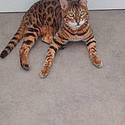 Freyja a rejoint le concours — aidez-le/la à gagner de superbes lots ! cat, bengal_cat, animal, pet, indoor, floor, fur, green_eyes, whiskers, alert, resting, mammal, cute, domestic_cat, striped, spotted, tail, paws, ears, feline
