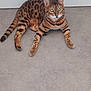 cat, bengal_cat, animal, pet, indoor, floor, fur, green_eyes, whiskers, alert, resting, mammal, cute, domestic_cat, striped, spotted, tail, paws, ears, feline