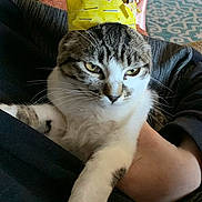 Zoe joined the competition — help win amazing prizes! cat, tabby, pet, indoor, crown, yellow, tape, pins, animal, feline, lap, resting, person, hand, carpet, pattern, furniture, cozy, closeup, expression