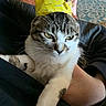 cat, tabby, pet, indoor, crown, yellow, tape, pins, animal, feline, lap, resting, person, hand, carpet, pattern, furniture, cozy, closeup, expression