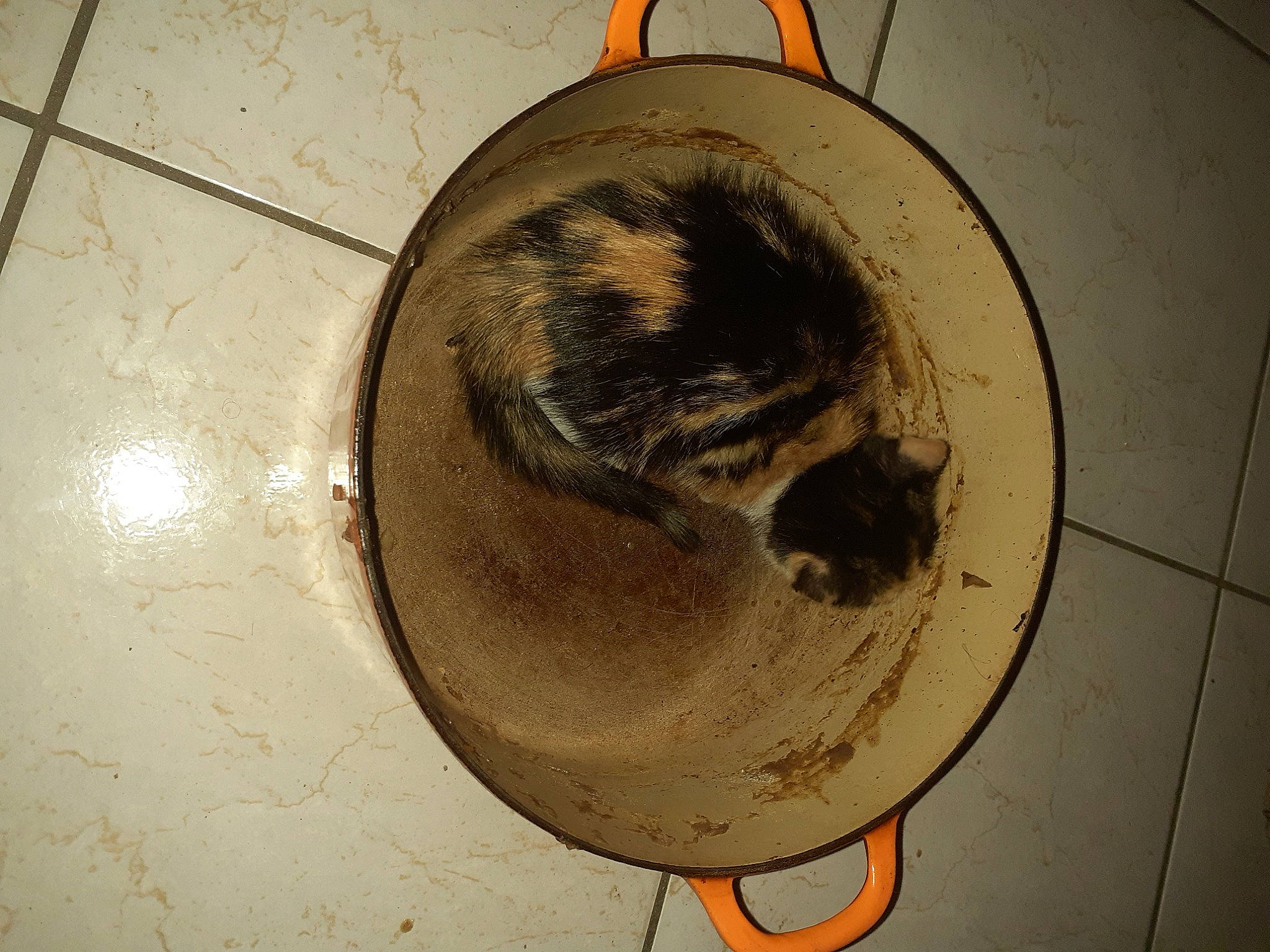 Minouchette a rejoint le concours — aidez-le/la à gagner de superbes lots ! carnivore, cat, felidae, small_to_medium_sized_cats, tail