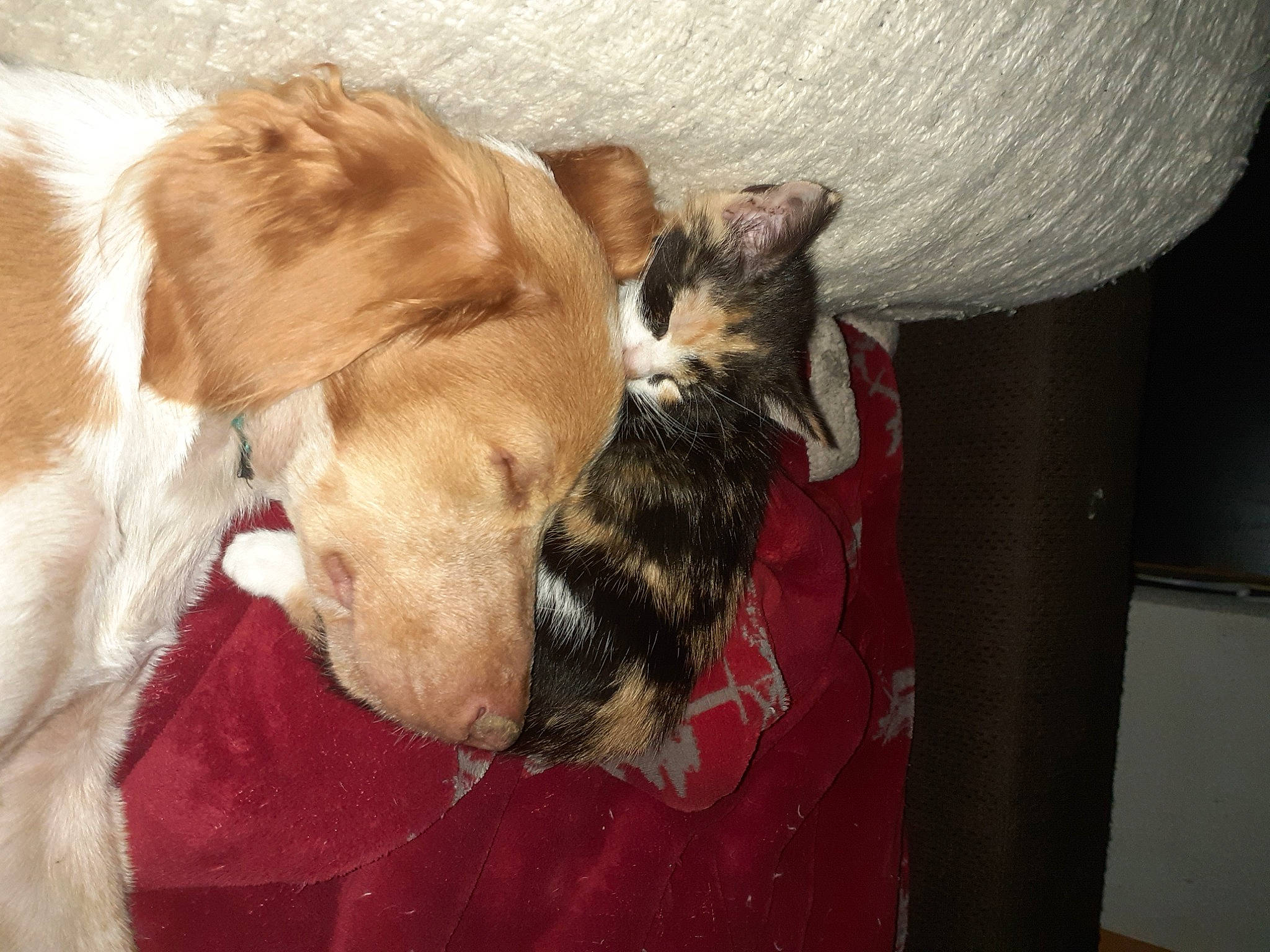 Minouchette a rejoint le concours — aidez-le/la à gagner de superbes lots ! canidae, carnivore, cat, companion_dog, dog, dog_breed, ear, fawn, mammal, non_sporting_group, pit_bull, puppy, puppy_love, snout, sporting_group, vertebrate, whiskers