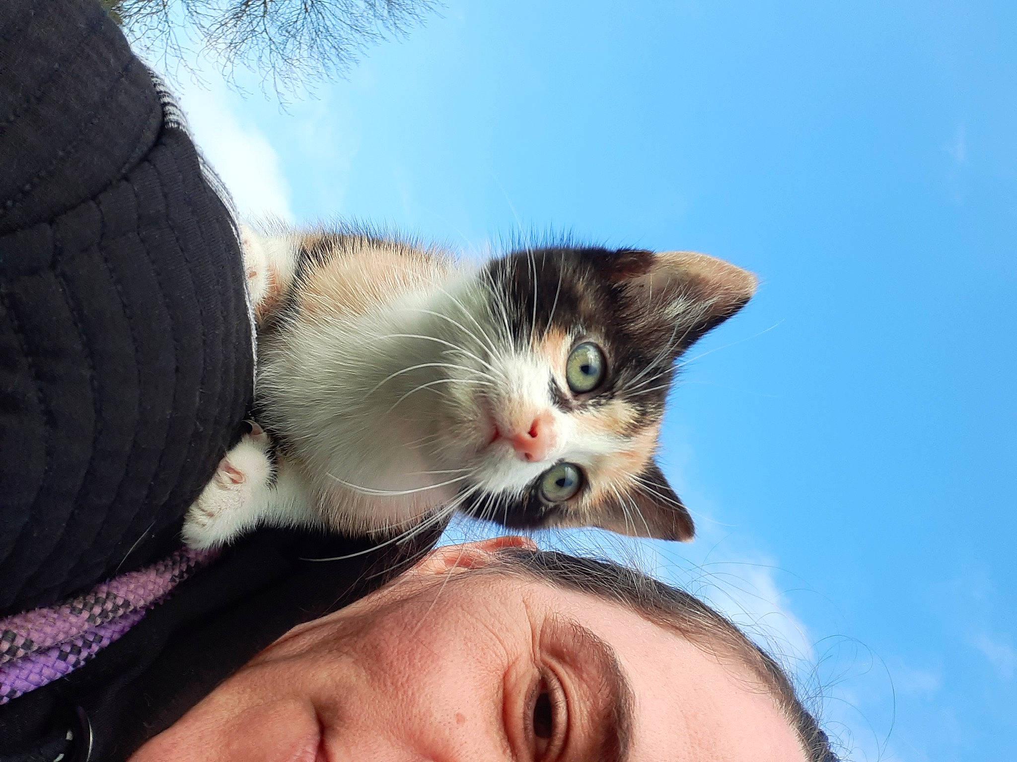 Minouchette a rejoint le concours — aidez-le/la à gagner de superbes lots ! aegean_cat, asian, carnivore, cat, domestic_short_haired_cat, ear, european_shorthair, eye, fawn, felidae, kitten, mammal, munchkin, nose, skin, small_to_medium_sized_cats, whiskers