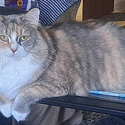 Shelly joined the competition — help win amazing prizes! animal, cat, comfortable, cozy, cute, domestic, eyes, feline, fluffy, fur, household, indoor, looking, mammal, paws, pet, relaxed, resting, table, whiskers