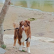Apy a rejoint le concours — aidez-le/la à gagner de superbes lots ! beach, boats, brown_fur, canine, daylight, dog, fluffy, harbor, harness, leash, marina, outdoors, portrait, red_and_white, sand, shoreline, standing, tree, waterfront, white_chest