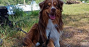 Apy a rejoint le concours — aidez-le/la à gagner de superbes lots ! australian_shepherd, blue_sky, brown_fur, dog, dry_grass, floppy_ears, grass, happy, leash, marina, nature, open_mouth, outdoor, portrait, sailboat, sitting, smiling, sunny, trees, white_fur