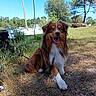 australian_shepherd, blue_sky, brown_fur, dog, dry_grass, floppy_ears, grass, happy, leash, marina, nature, open_mouth, outdoor, portrait, sailboat, sitting, smiling, sunny, trees, white_fur