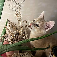 Noisette participe au concours pour gagner de l'argent avec cette photo : kitten, cat, plant, aloe_vera, dried_flowers, rock, indoor, curious, feline, close_up, pet, nature, greenery, soft_light, whiskers, ears, wooden_surface, domestic, animal, still_life