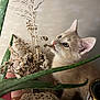 kitten, cat, plant, aloe_vera, dried_flowers, rock, indoor, curious, feline, close_up, pet, nature, greenery, soft_light, whiskers, ears, wooden_surface, domestic, animal, still_life