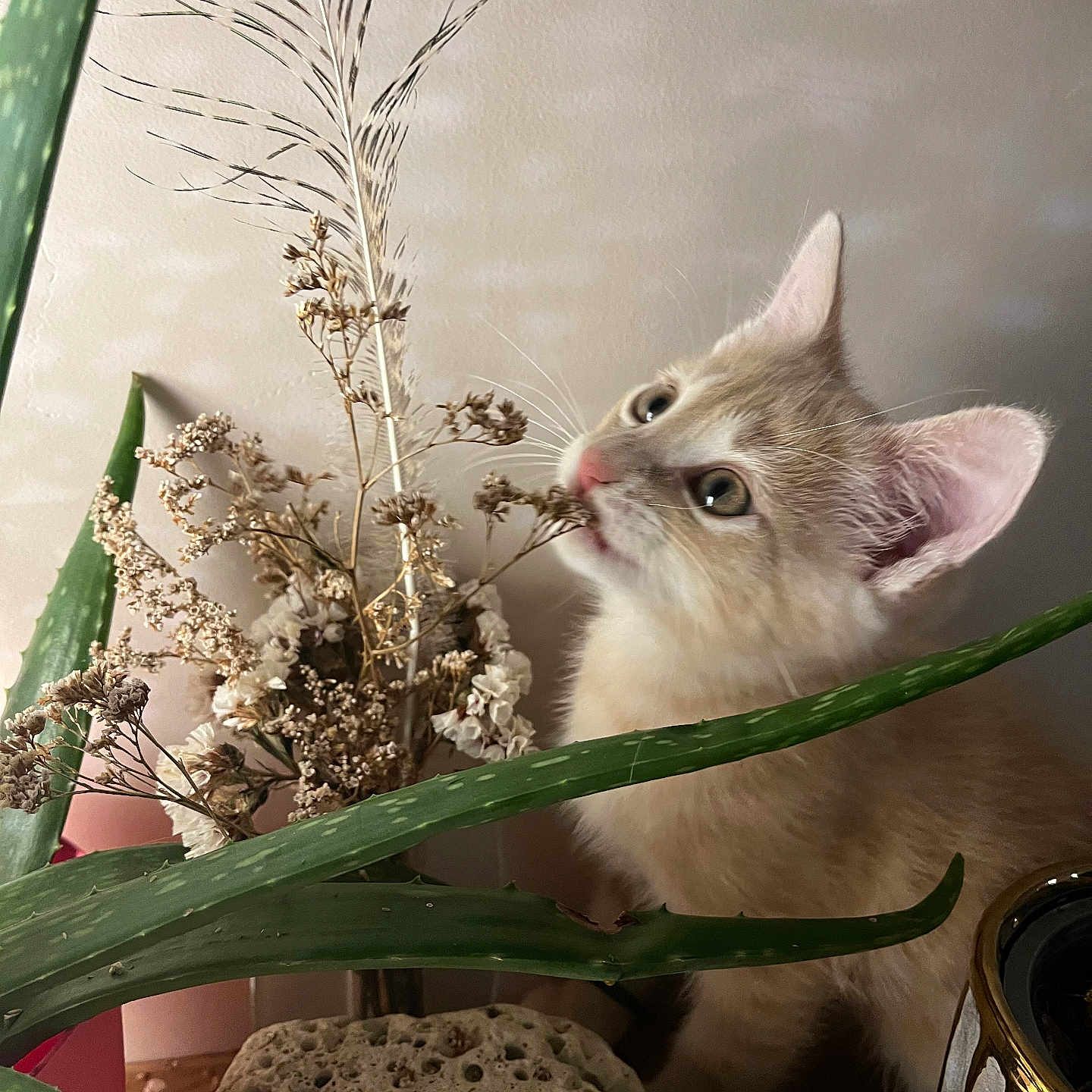 Noisette participe au concours pour gagner de l'argent avec cette photo : aloe_vera, animal, cat, close_up, curious, domestic, dried_flowers, ears, feline, greenery, indoor, kitten, nature, pet, plant, rock, soft_light, still_life, whiskers, wooden_surface