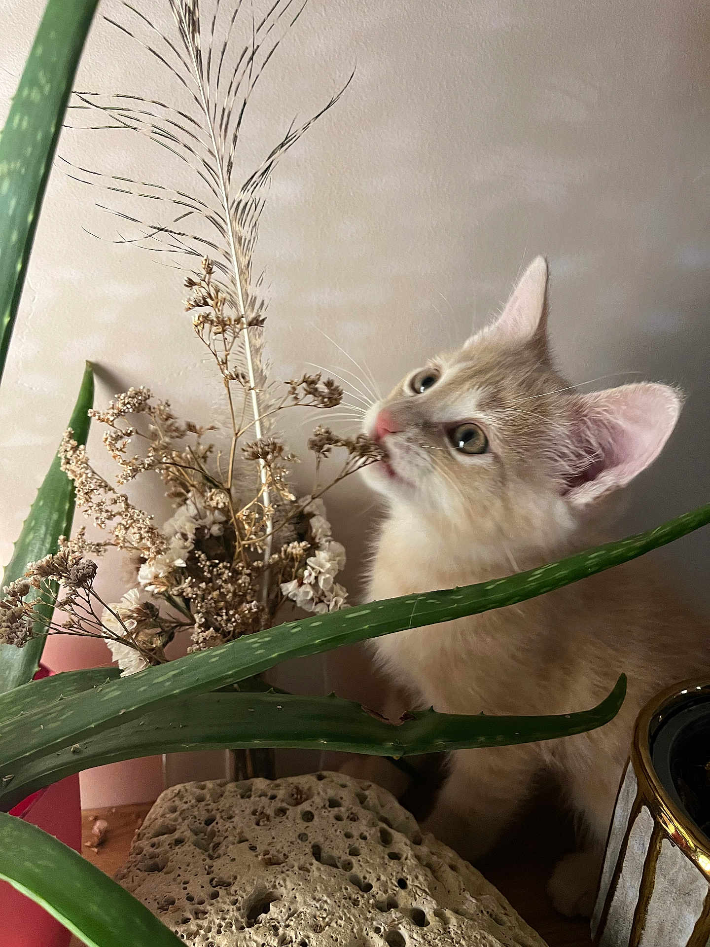 Noisette