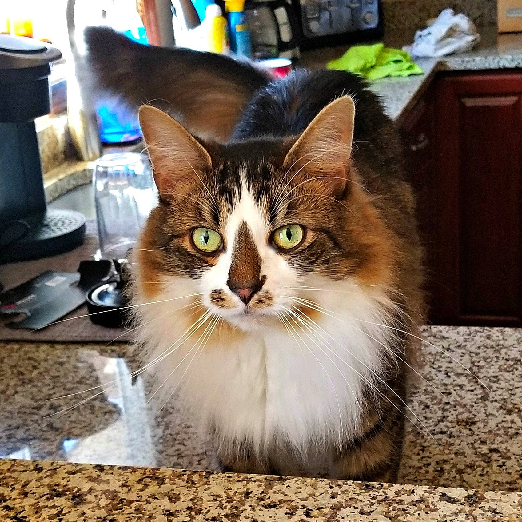 Leo joined the competition — help win amazing prizes! box, carnivore, cat, domestic_short_haired_cat, door, eye, felidae, flooring, fur, kitchen_appliance, paw, sitting, small_to_medium_sized_cats, snout, tail, terrestrial_animal, whiskers, window