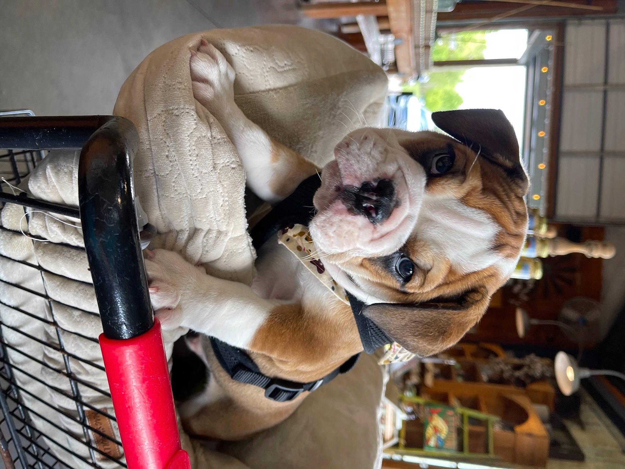 Willie G is registered to the contest to win money with this photo: auto_part, canidae, carnivore, collar, comfort, companion_dog, dog, dog_breed, dog_collar, eyewear, fashion_accessory, fawn, fur, pet_supply, pug, snout, sporting_group, toy_dog, vehicle_door, working_animal