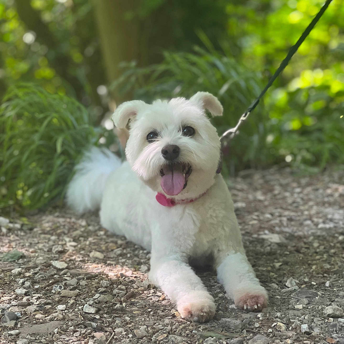 Sky is registered to the contest to win money with this photo: accessories, animal, canine, dog, grass, land, leash, nature, outdoors, pet, plant, puppy, rock, soil, strap, terrier, tree, vegetation, whitedog, woodland