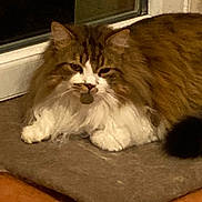 Mpape participe au concours pour gagner de l'argent avec cette photo : cat, fluffy_cat, brown, white, pet, indoor, mat, relaxed, sleepy, feline, animal, window, door, floor, tile_floor, domestic, resting, whiskers, ears, tail