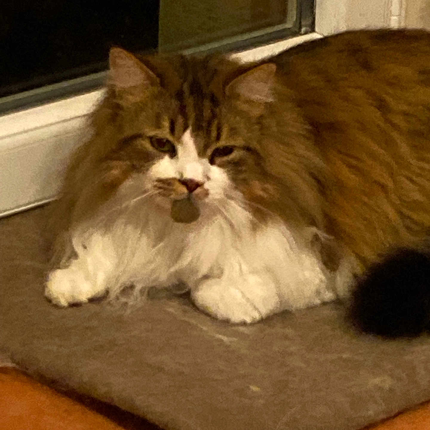 Mpape participe au concours pour gagner de l'argent avec cette photo : animal, brown, cat, domestic, door, ears, feline, floor, fluffy_cat, indoor, mat, pet, relaxed, resting, sleepy, tail, tile_floor, whiskers, white, window
