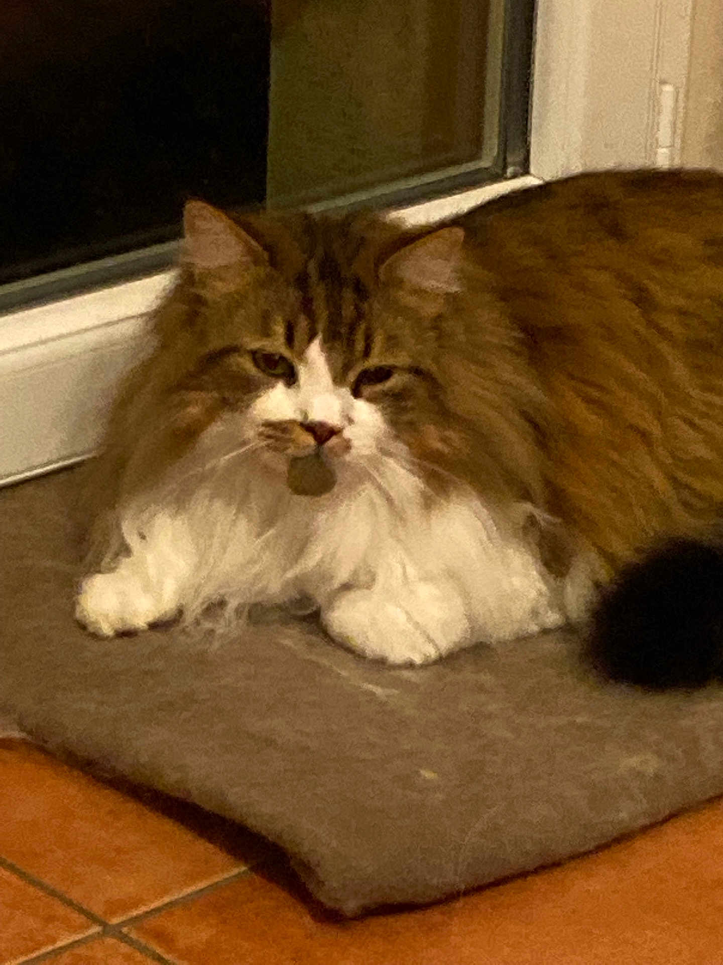 Mpape participe au concours pour gagner de l'argent avec cette photo : cat, fluffy_cat, brown, white, pet, indoor, mat, relaxed, sleepy, feline, animal, window, door, floor, tile_floor, domestic, resting, whiskers, ears, tail
