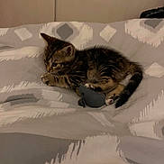 Yuki a rejoint le concours — aidez-le/la à gagner de superbes lots ! kitten, cat, toy, mouse_toy, bed, blanket, striped, tabby, pet, animal, indoor, cute, small, sleepy, cozy, feline, paw, fur, resting, playing