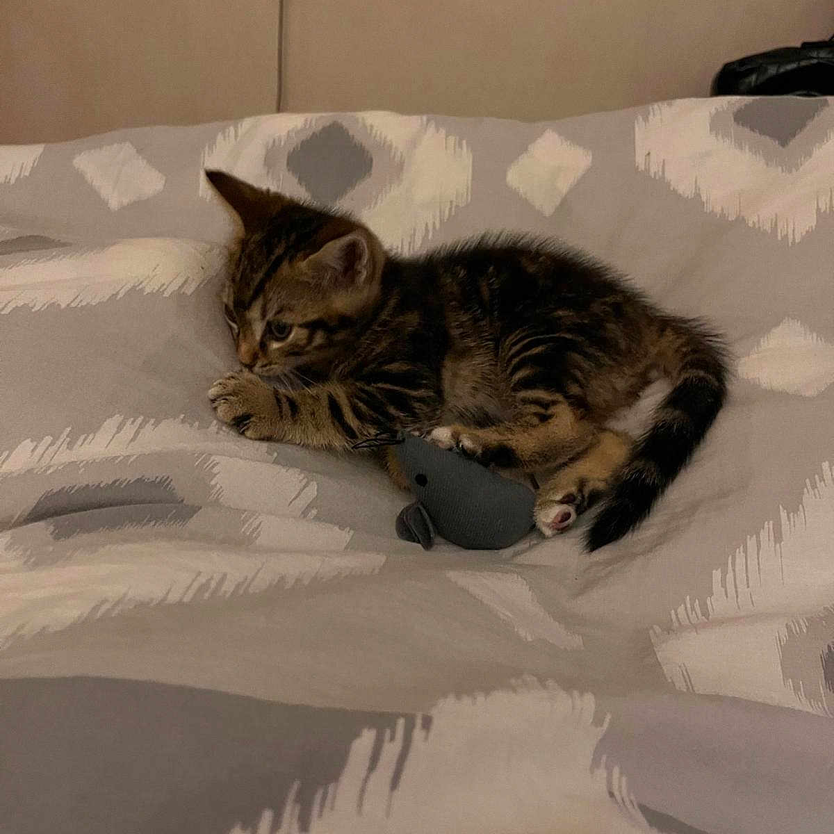 Yuki a rejoint le concours — aidez-le/la à gagner de superbes lots ! kitten, cat, toy, mouse_toy, bed, blanket, striped, tabby, pet, animal, indoor, cute, small, sleepy, cozy, feline, paw, fur, resting, playing