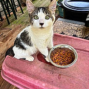 Emerald is registered to the contest to win money with this photo: cat, kitten, tabby, white_fur, pet, animal, sitting, green_eyes, whiskers, pointed_ears, cat_food, food_bowl, kibble, outdoor, porch, wooden_deck, plants, furniture, portrait, daylight
