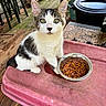 cat, kitten, tabby, white_fur, pet, animal, sitting, green_eyes, whiskers, pointed_ears, cat_food, food_bowl, kibble, outdoor, porch, wooden_deck, plants, furniture, portrait, daylight