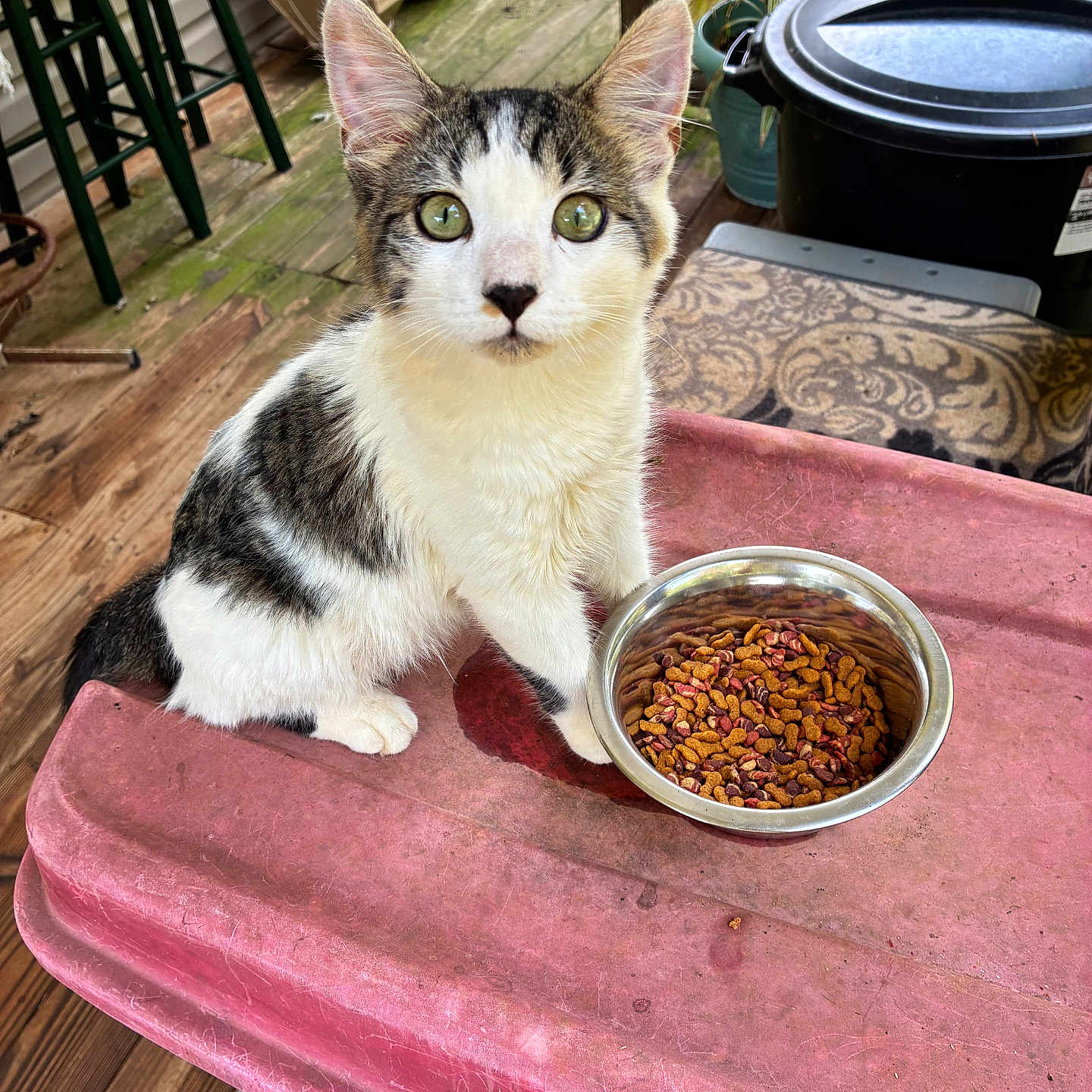 Emerald is registered to the contest to win money with this photo: cat, kitten, tabby, white_fur, pet, animal, sitting, green_eyes, whiskers, pointed_ears, cat_food, food_bowl, kibble, outdoor, porch, wooden_deck, plants, furniture, portrait, daylight