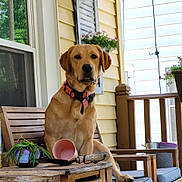 Dooby joined the competition — help win amazing prizes! animal, bench, collar, daylight, dog, flower, flower_pot, garden_tools, golden_retriever, house, leash, outdoor, pet, plant, porch, railing, relaxed, sitting, window, wooden_furniture