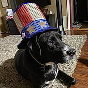 Hercules is registered to the contest to win money with this photo: dog, black_dog, pet, hat, top_hat, patriotic, red, white, blue, sequin, stars, carpet, living_room, floor, collar, indoor, furniture, calm, animal, portrait