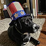 dog, black_dog, pet, hat, top_hat, patriotic, red, white, blue, sequin, stars, carpet, living_room, floor, collar, indoor, furniture, calm, animal, portrait