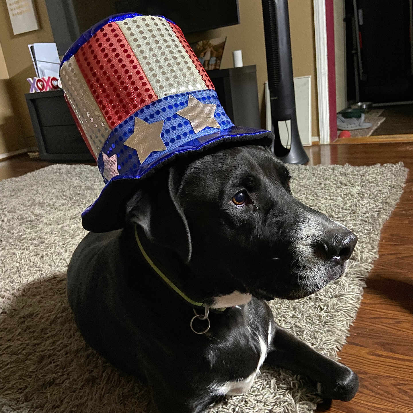 Hercules is registered to the contest to win money with this photo: dog, black_dog, pet, hat, top_hat, patriotic, red, white, blue, sequin, stars, carpet, living_room, floor, collar, indoor, furniture, calm, animal, portrait