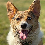 Remi is registered to the contest to win money with this photo: dog, wet_fur, tongue_out, close_up, happy, outdoor, grass, brown_eye, blue_eye, ears_up, pet, canine, collar, tag, portrait, animal, mammal, friendly, summer, playful