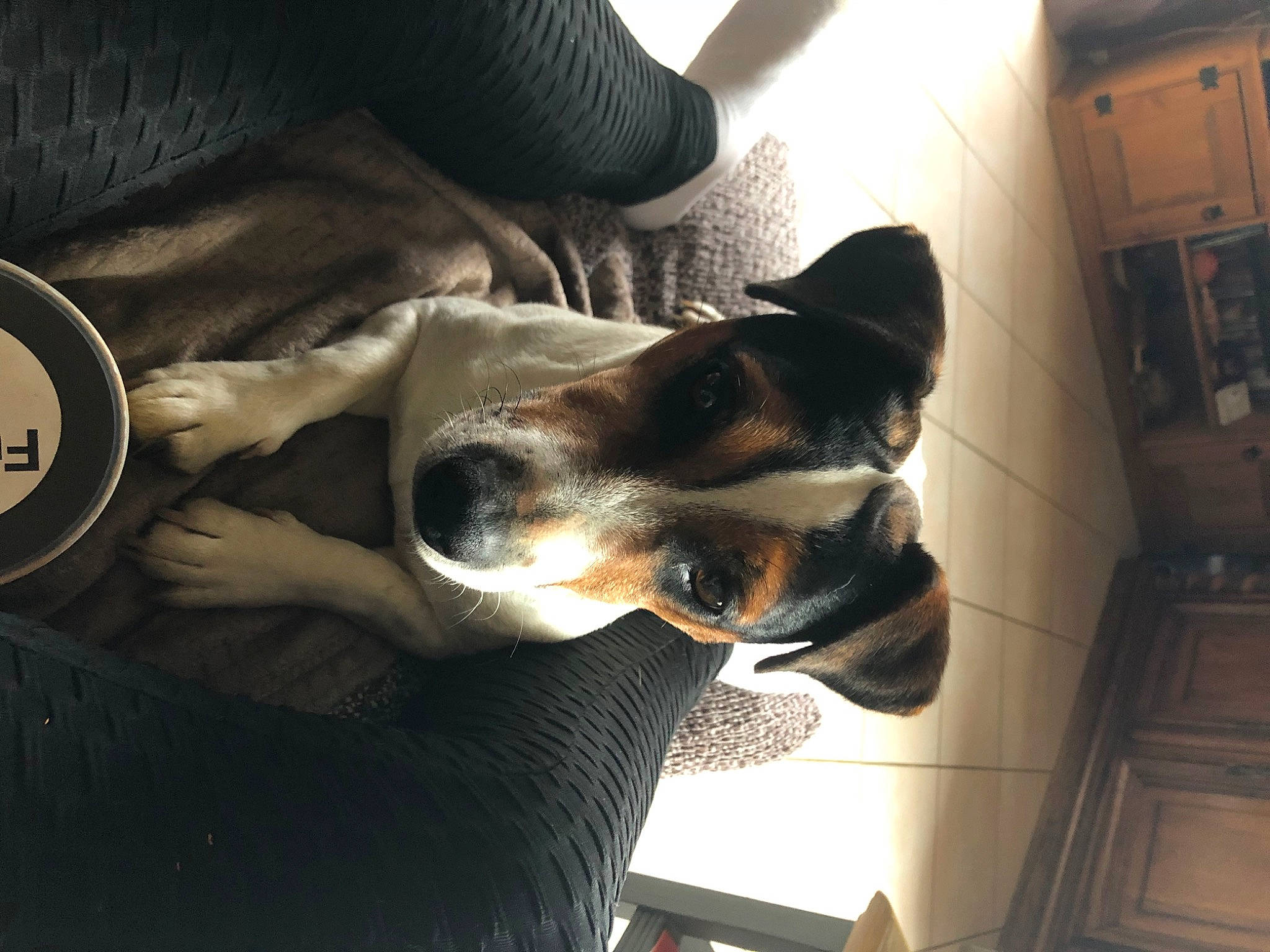 Merlin participe au concours pour gagner de l'argent avec cette photo : canidae, carnivore, companion_dog, dog, dog_breed, ear, rat_terrier, snout, sporting_group