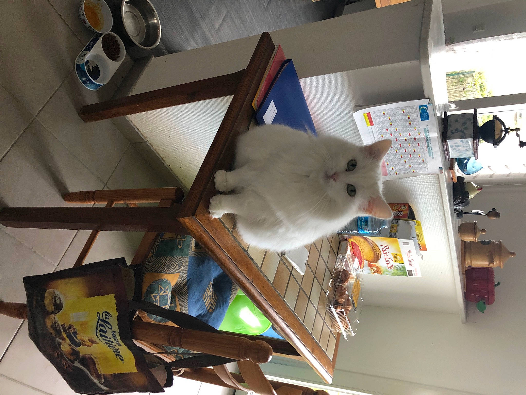 Neige a rejoint le concours — aidez-le/la à gagner de superbes lots ! cat, felidae, room, small_to_medium_sized_cats, table