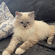 Brioche participe au concours pour gagner de l'argent avec cette photo : animal, blanket, blue_eyes, cat, cozy, cream_colored, cute, fluffy, furniture, home, indoor, living_room, mammal, pet, pillow, relaxed, resting, sleepy, soft, striped_legs