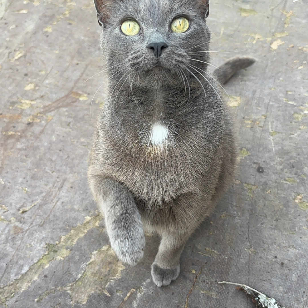 Maurice participe au concours pour gagner de l'argent avec cette photo : abyssinian, accessories, angora, animal, blackcat, cat, egyptiancat, gray, kitten, manx, pet, siamese, slate, strap, wood