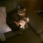 Precious is registered to the contest to win money with this photo: cat, tabby_cat, toy, couch, leather_couch, pillow, indoor, pet, animal, relaxing, dim_lighting, shadow, cozy, feline, clutching, paw, brown, striped, soft_toy, resting