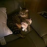 cat, tabby_cat, toy, couch, leather_couch, pillow, indoor, pet, animal, relaxing, dim_lighting, shadow, cozy, feline, clutching, paw, brown, striped, soft_toy, resting