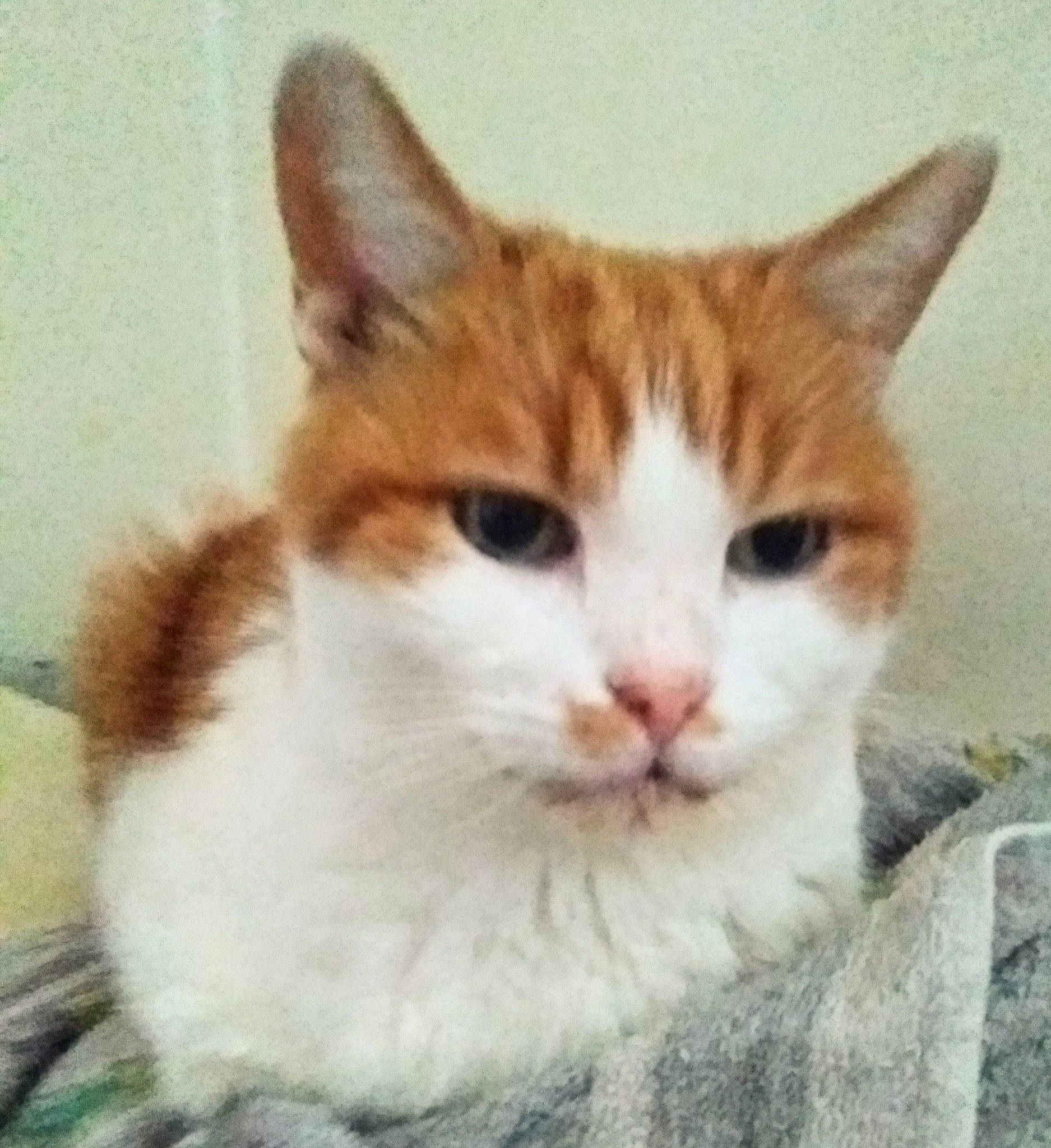 Ti'Boubou participe au concours pour gagner de l'argent avec cette photo : art, carnivore, cat, domestic_short_haired_cat, eye, fawn, felidae, fur, paw, rectangle, small_to_medium_sized_cats, snout, tail, terrestrial_animal, whiskers, window