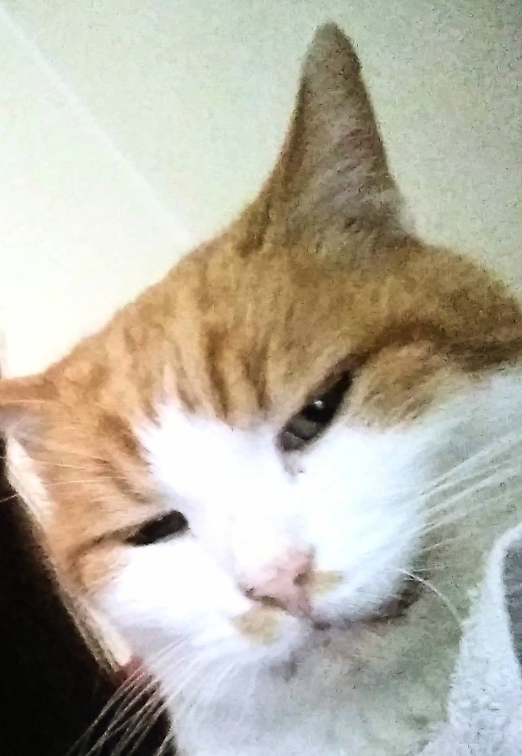 Ti'Boubou participe au concours pour gagner de l'argent avec cette photo : art, carnivore, cat, domestic_short_haired_cat, drawing, felidae, fur, paw, small_to_medium_sized_cats, snout, tail, terrestrial_animal, whiskers