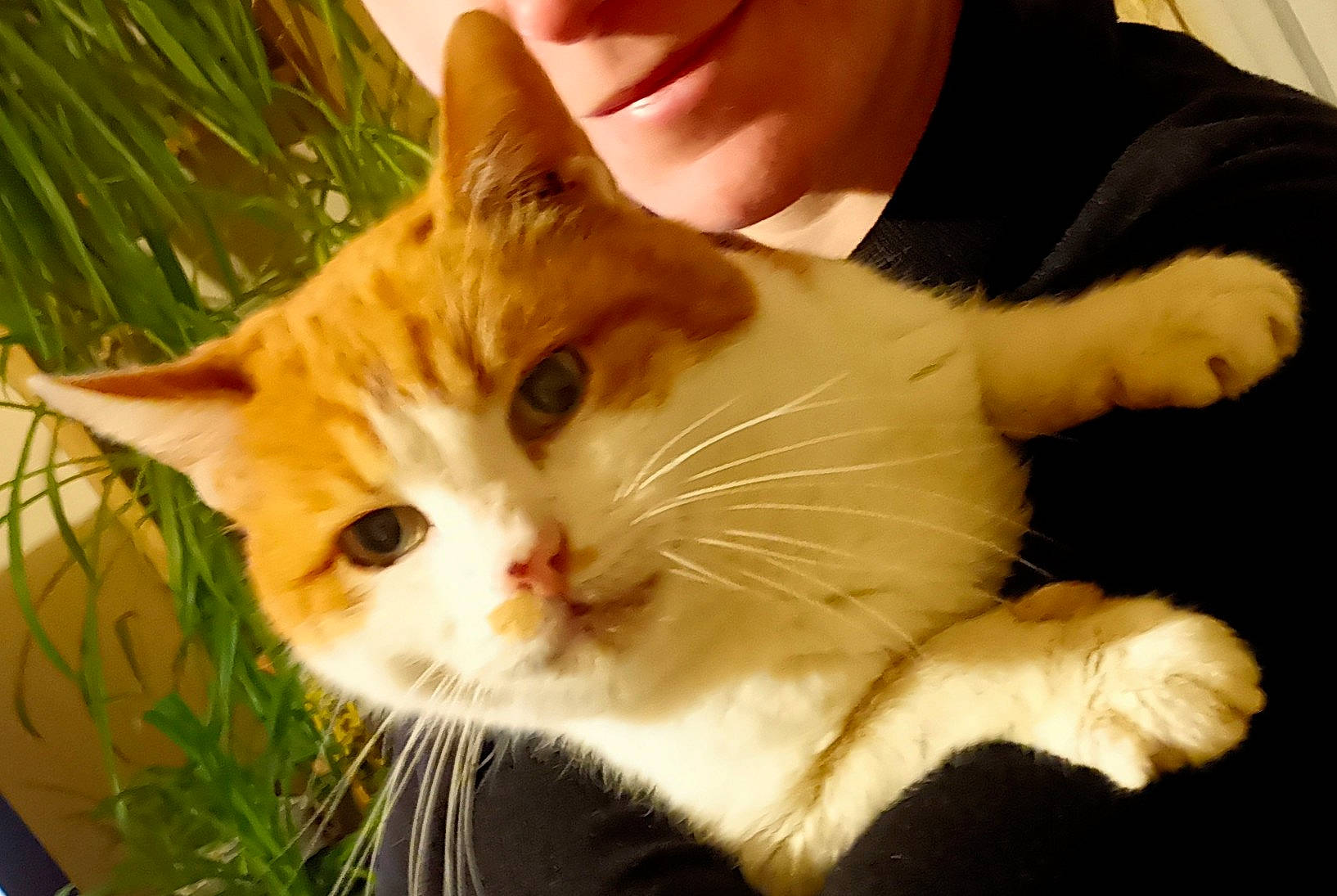 Ti'Boubou a rejoint le concours — aidez-le/la à gagner de superbes lots ! carnivore, cat, christmas, domestic_short_haired_cat, fawn, felidae, fur, gesture, grass, head, holiday, paw, plant, small_to_medium_sized_cats, snout, tail, tree, whiskers, window, wood