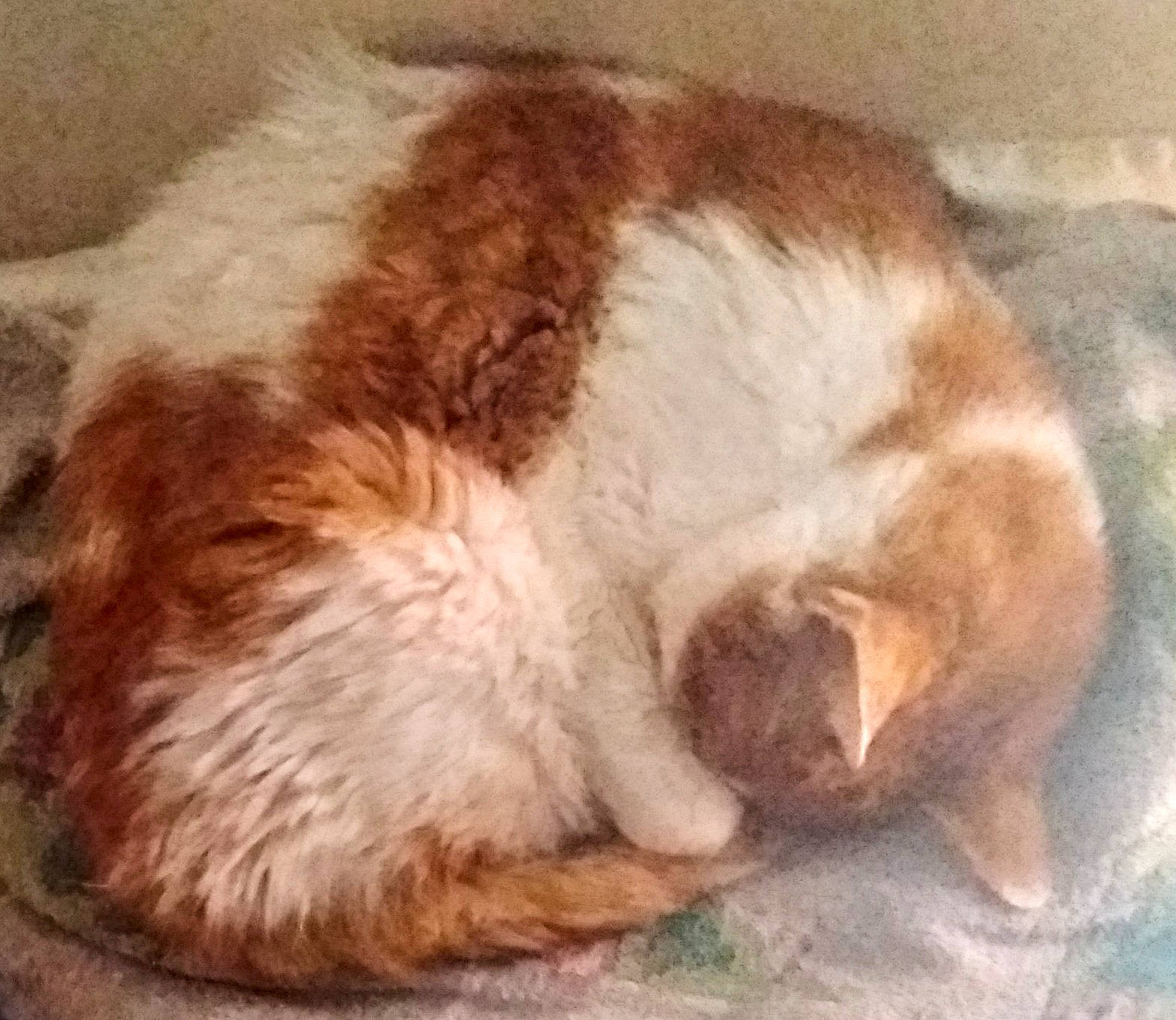 Ti'Boubou a rejoint le concours — aidez-le/la à gagner de superbes lots ! art, carnivore, cat, claw, comfort, companion_dog, dog_breed, domestic_short_haired_cat, fawn, felidae, fur, liver, nap, paw, small_to_medium_sized_cats, sporting_group, tail, terrestrial_animal, whiskers