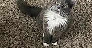 Felix is registered to the contest to win money with this photo: cat, gray_cat, white_fur, fluffy, pet, animal, indoor, carpet, collar, bell, looking_up, cute, whiskers, tail, paws, feline, domestic, fur, alert, young_cat